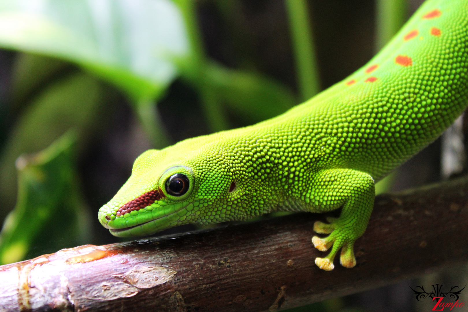 Gecko