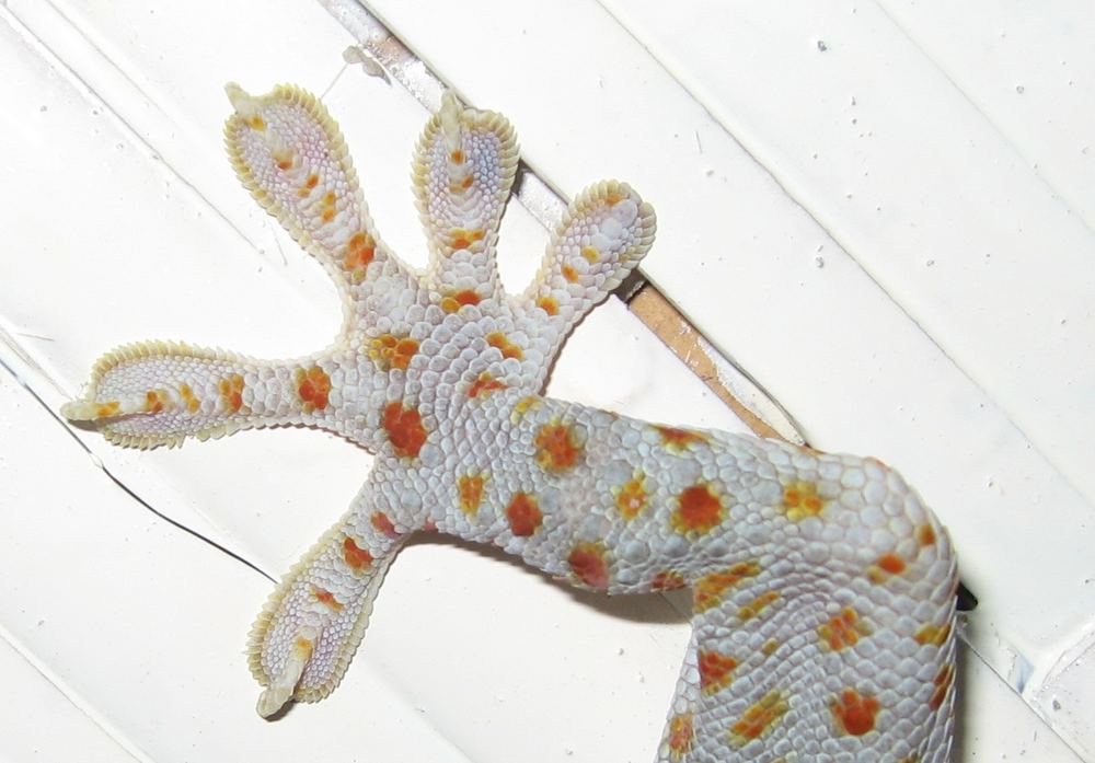 Gecko