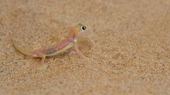 Gecko