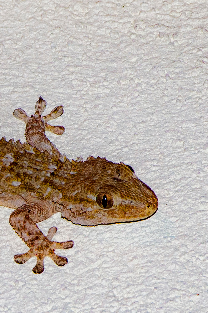 gecko