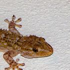 gecko