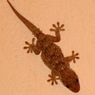 Gecko