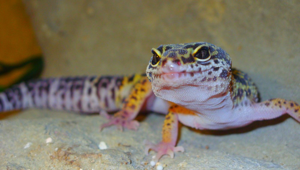 Gecko