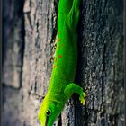 Gecko