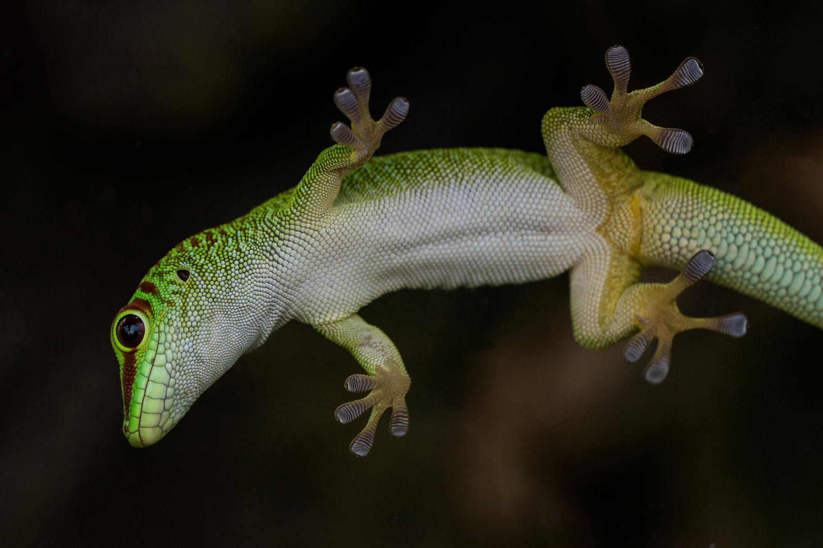 Gecko