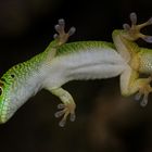 Gecko