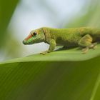 Gecko