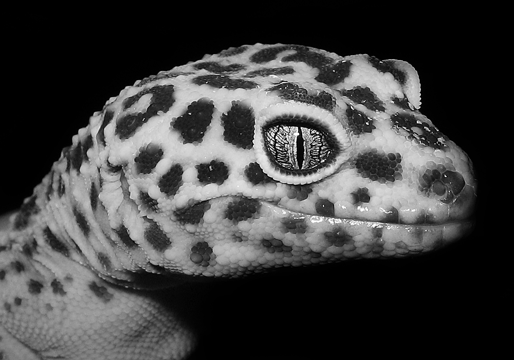 Gecko