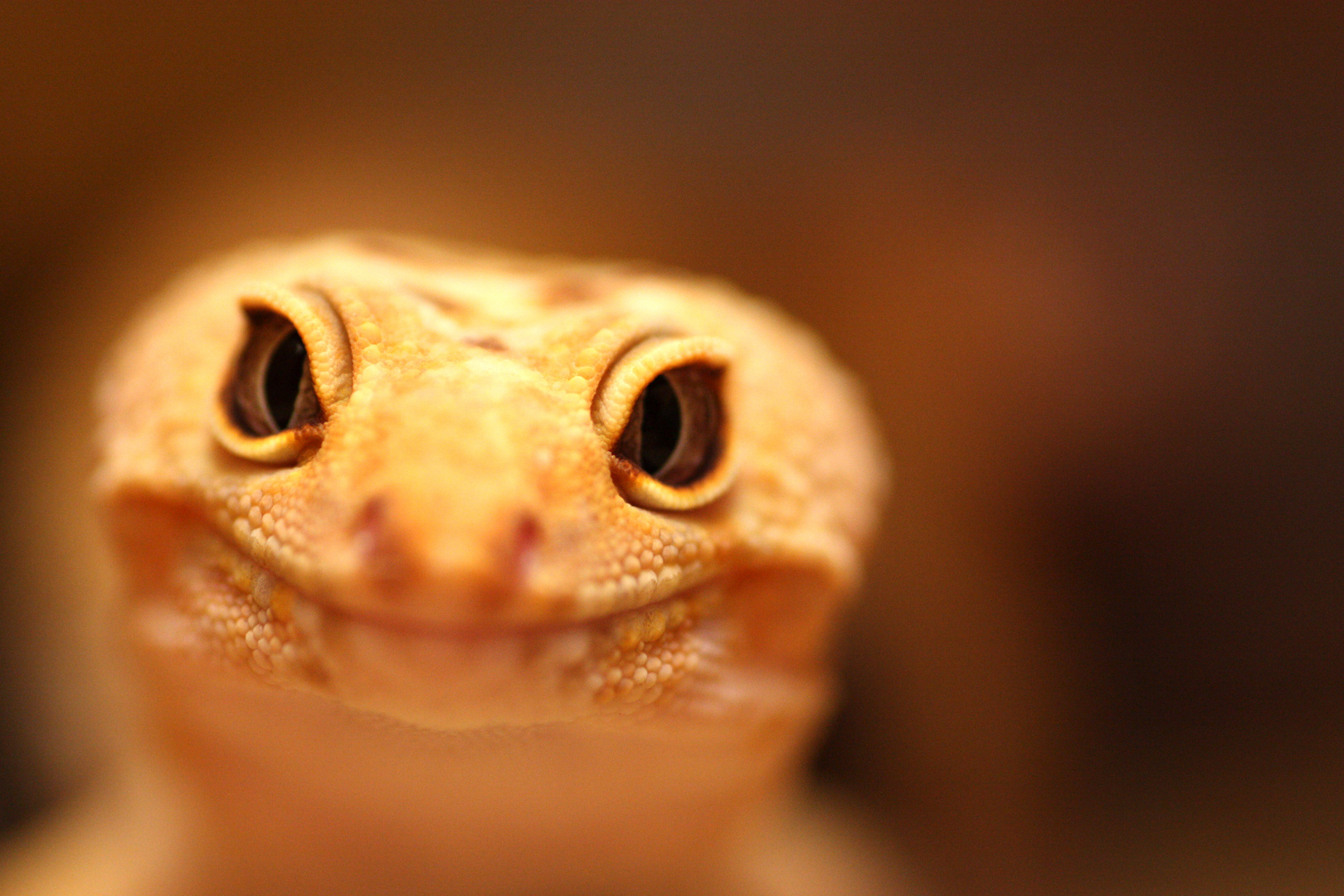 Gecko