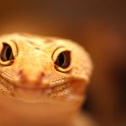 Gecko