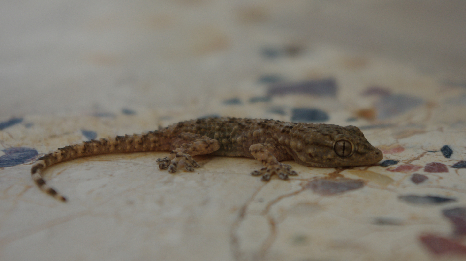 Gecko