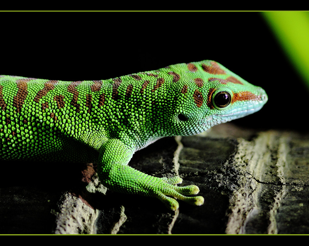 Gecko