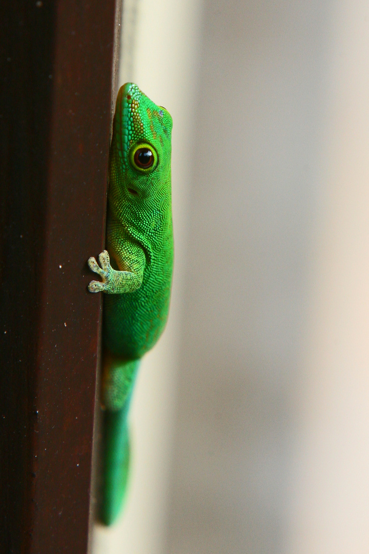 Gecko