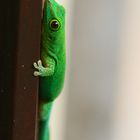 Gecko