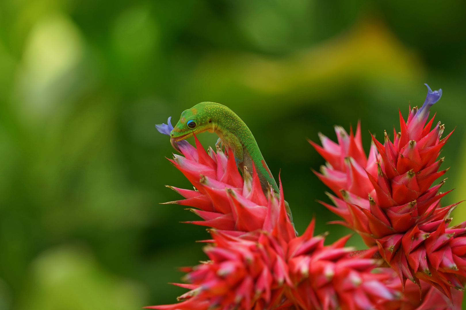 Gecko als Blühpflanzenbesucher