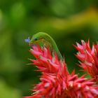 Gecko als Blühpflanzenbesucher