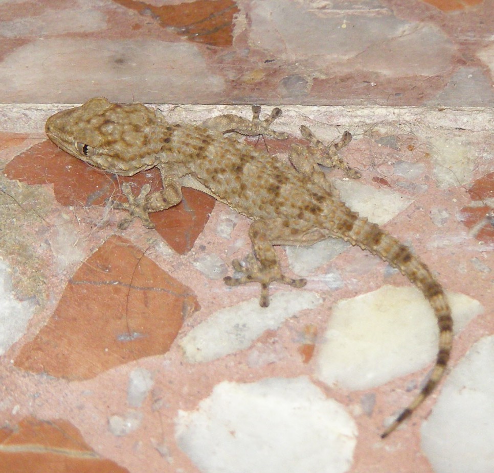 Gecko als Untermieter