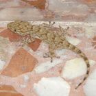 Gecko als Untermieter