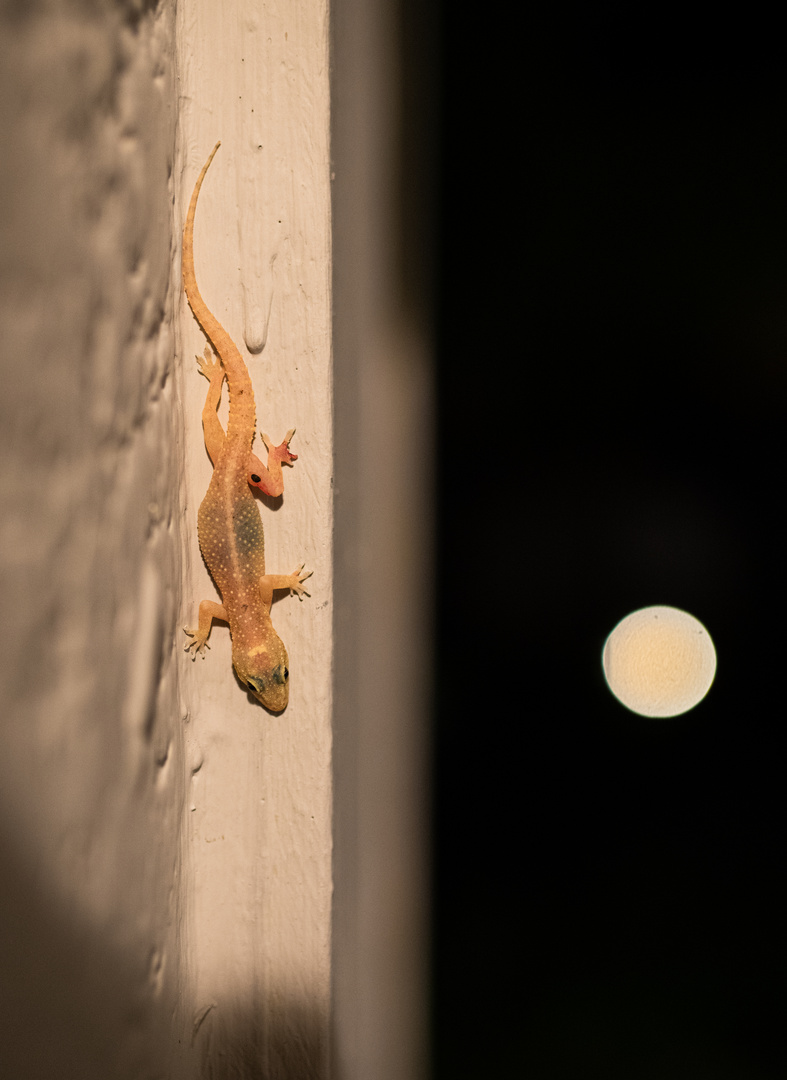 ___Gecko am Abend_________