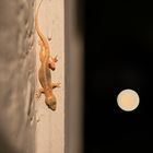 ___Gecko am Abend_________