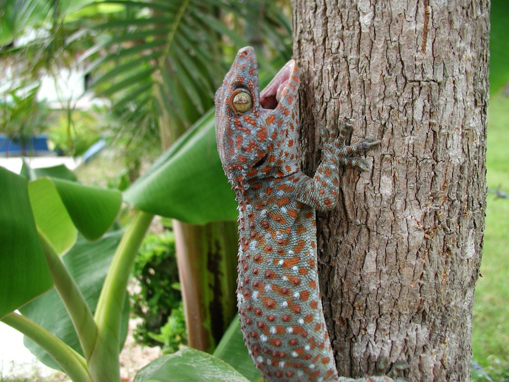 Gecko am Baum