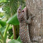 Gecko am Baum