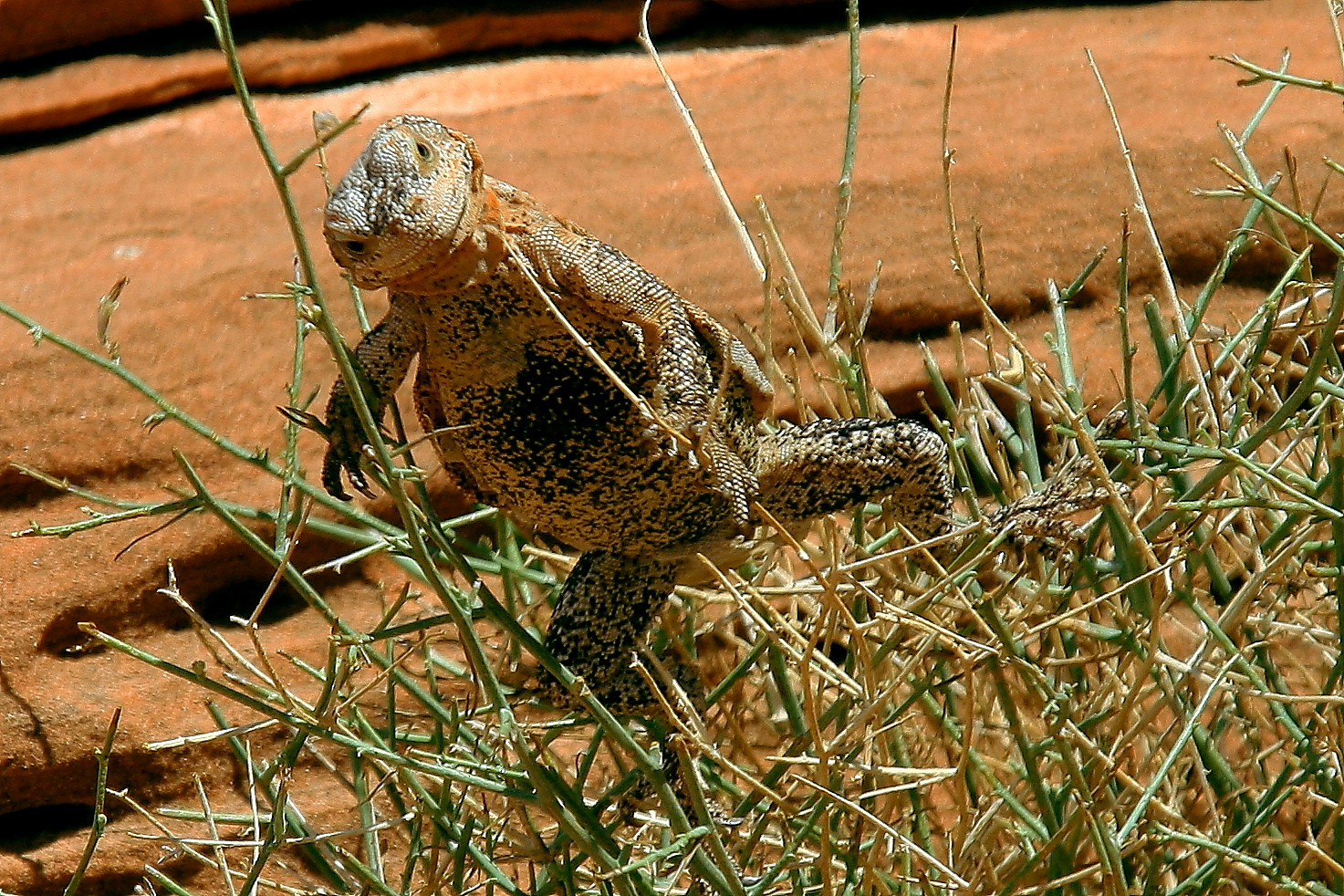 Gecko am Colorado River / Lake Powell