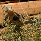 Gecko am Colorado River / Lake Powell