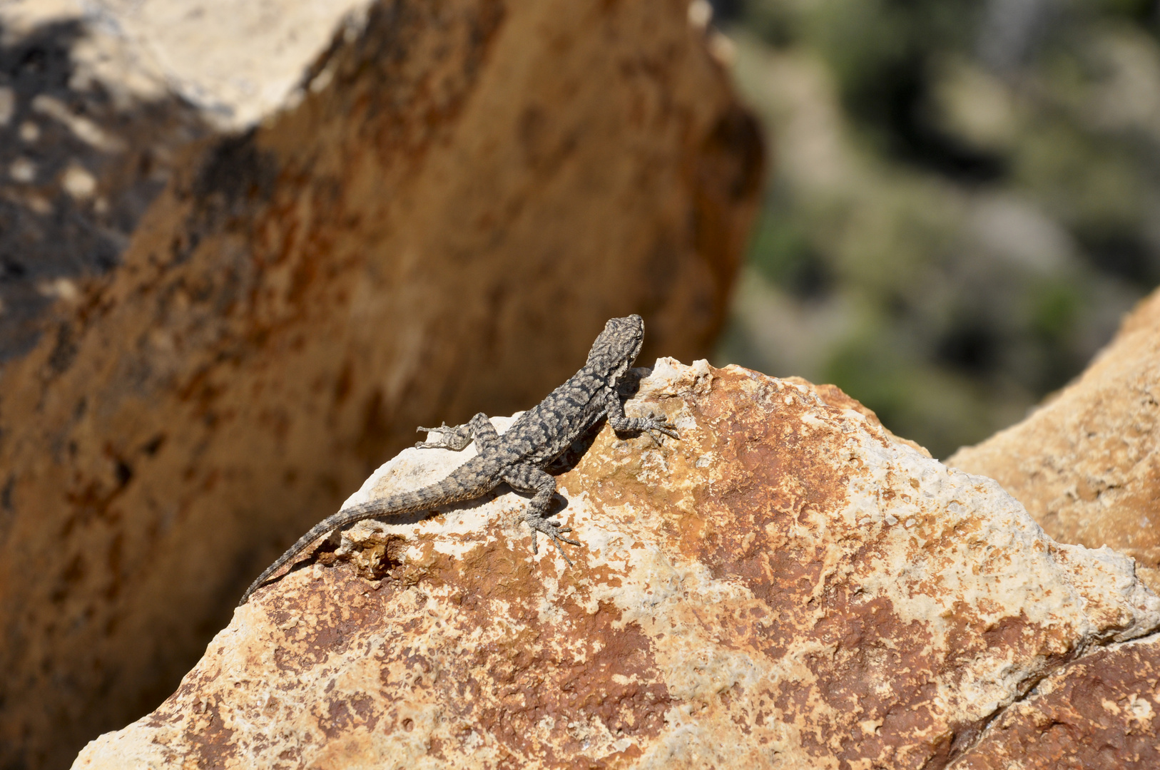 Gecko am South Rim des GC