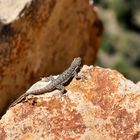 Gecko am South Rim des GC