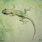 -Gecko an der Wand-