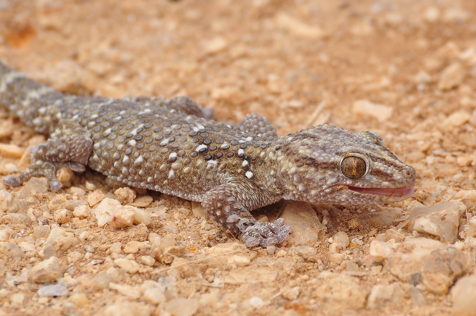 Gecko an unserer Mess-Station