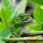 Gecko auf Borneo