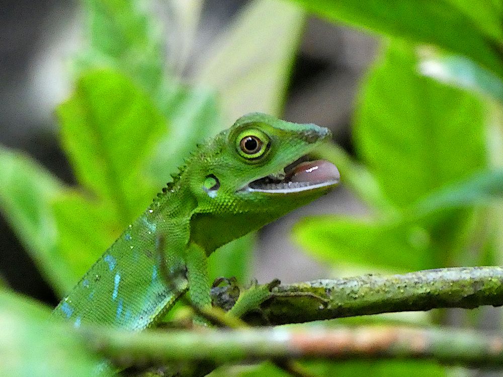 Gecko auf Borneo