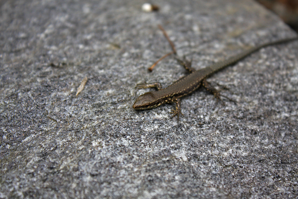 Gecko auf der Insel Mainau