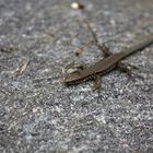 Gecko auf der Insel Mainau