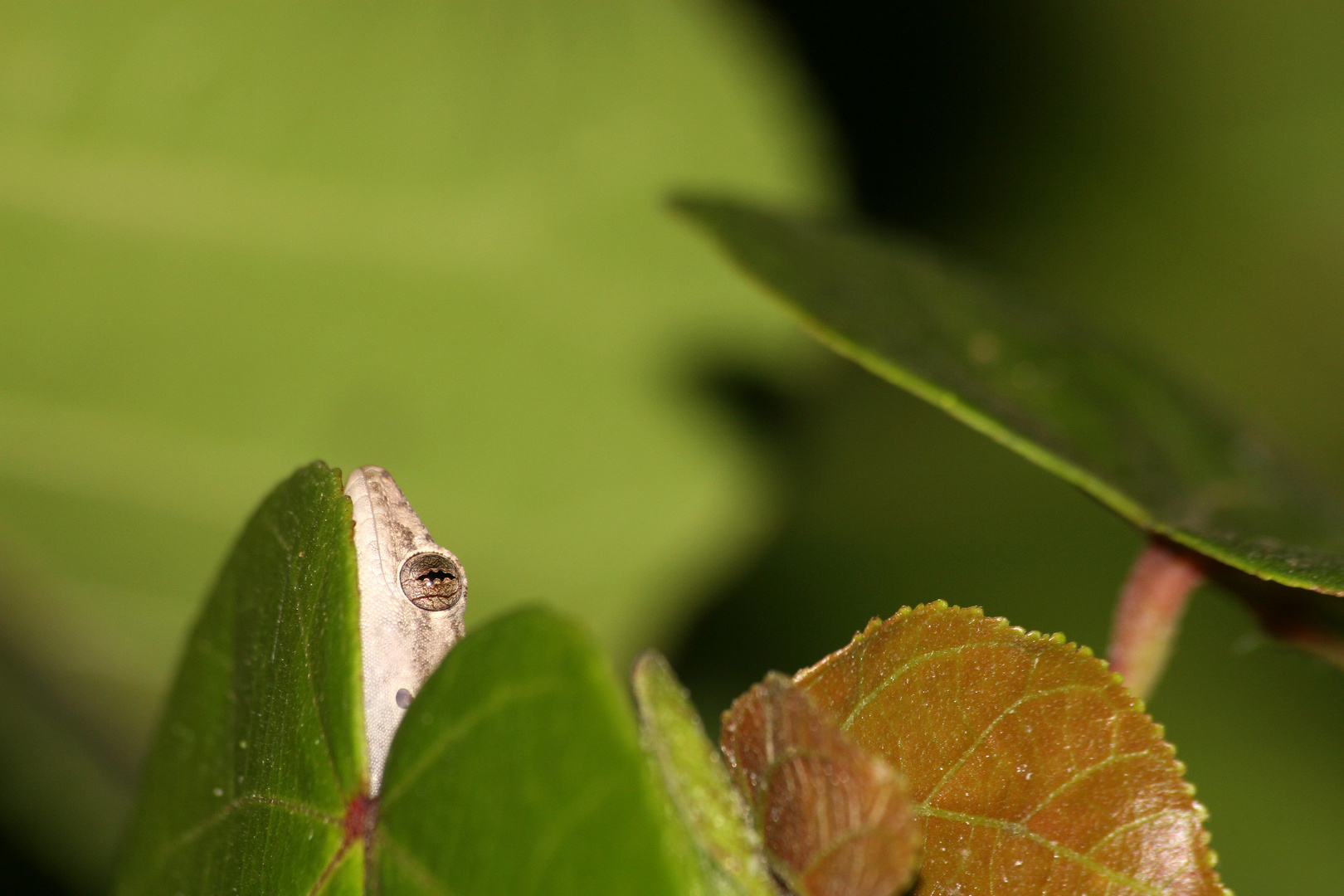 Gecko auf der Lauer