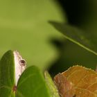 Gecko auf der Lauer