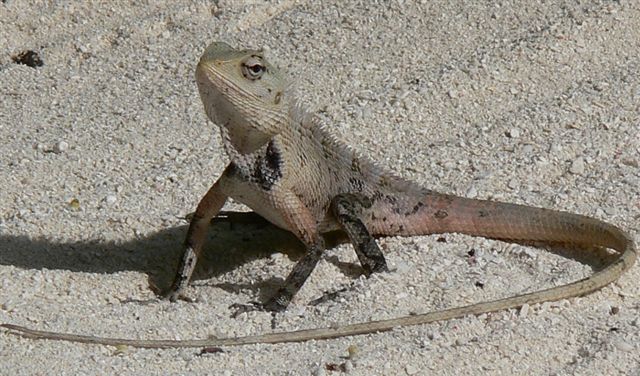 Gecko auf Entdeckungsreise