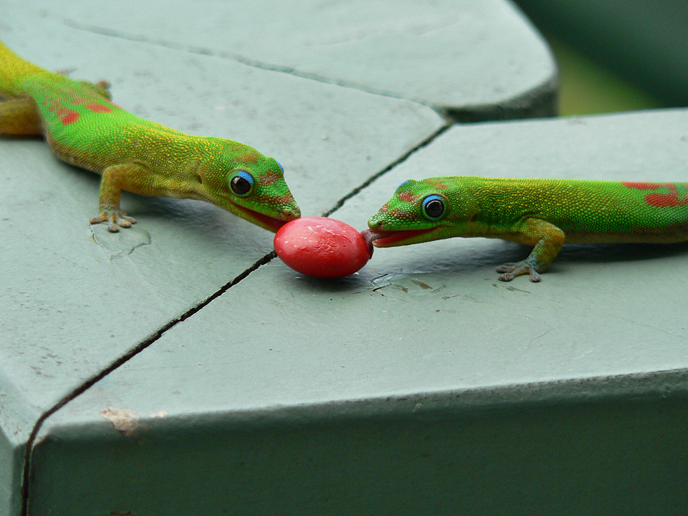 Gecko auf Hawaii