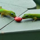 Gecko auf Hawaii