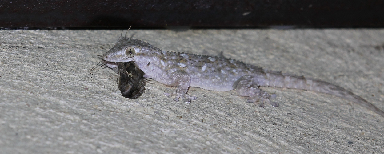 Gecko auf Jagd nach Falter