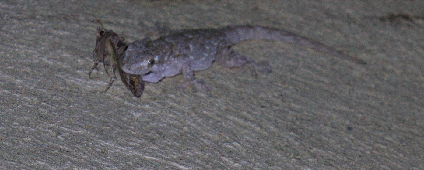 Gecko auf Jagd nach Falter