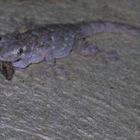 Gecko auf Jagd nach Falter