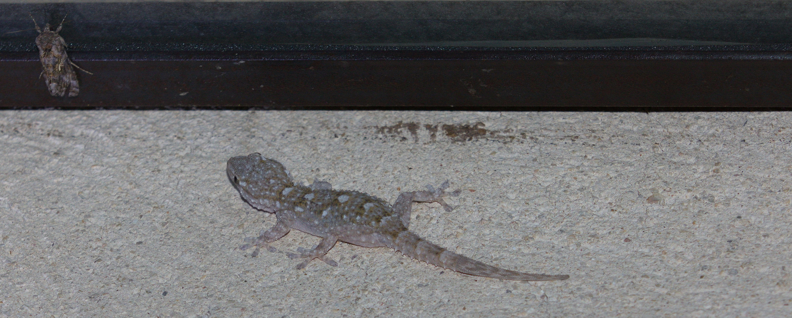 Gecko auf Jagd nach Falter