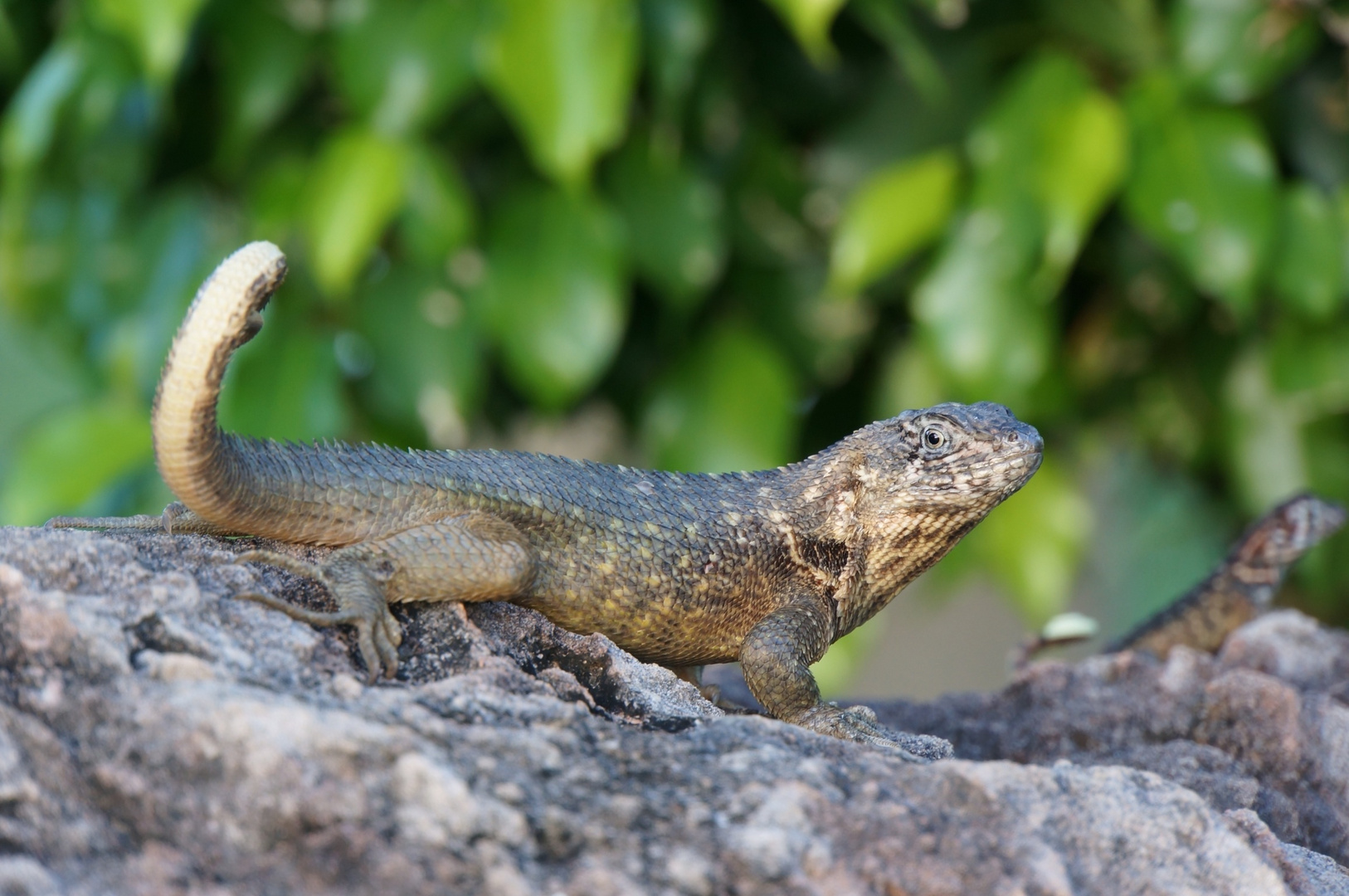 Gecko auf Kuba am Straßenrand