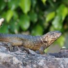 Gecko auf Kuba am Straßenrand