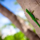 Gecko auf LA Digue - Seychellen