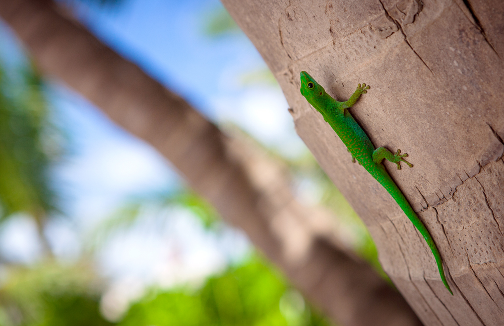 Gecko auf LA Digue - Seychellen