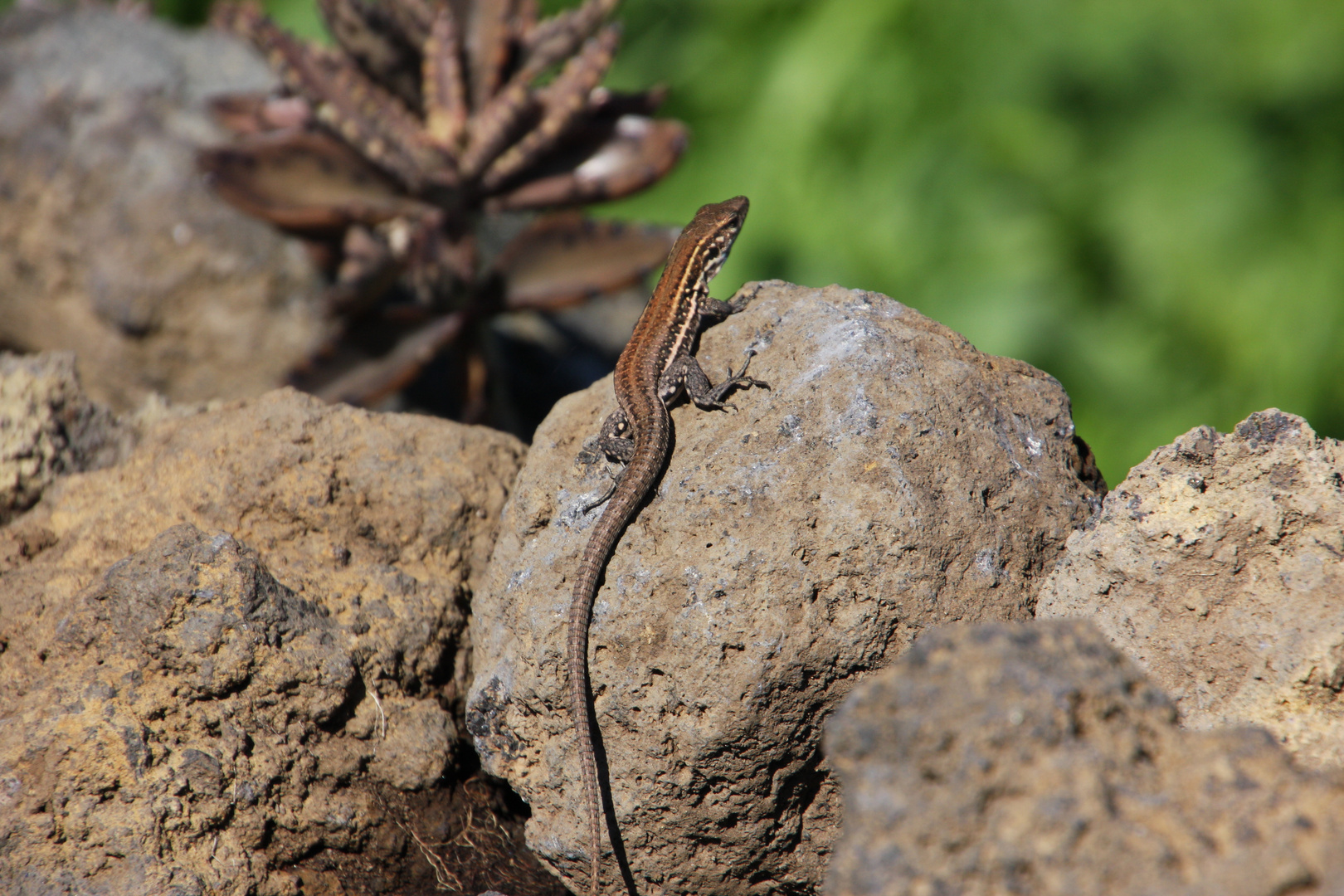 Gecko auf La Palma